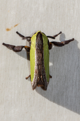 Melinaria pseudorepanda