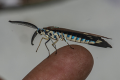 Cyclosia papilionaris