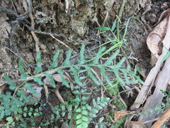 Blechnum molle