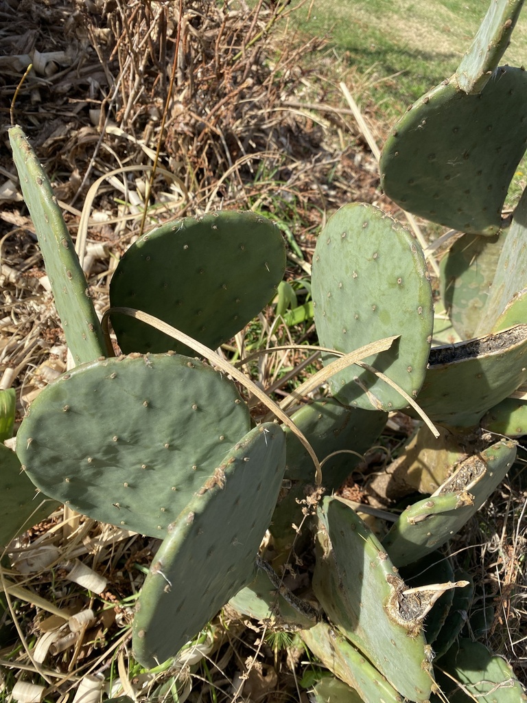 Carolina Prickly-pear Cactus