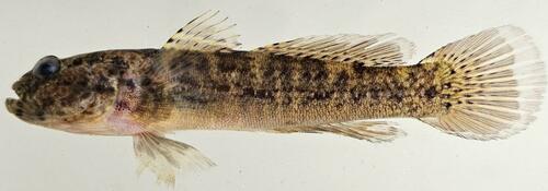 Caffrogobius natalensis