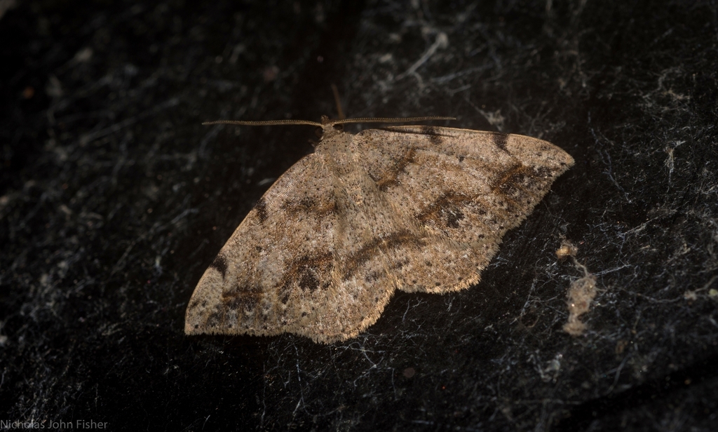 Taxeotis alloceros