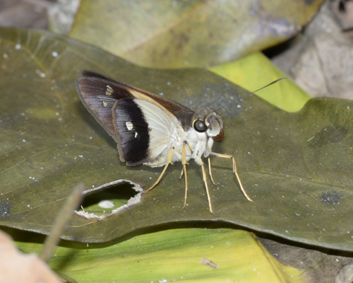Saliana morsa