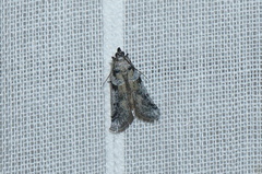 Laetilia dilatifasciella
