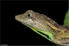 Green Fan-Throated Lizard photo 2