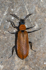 Prionocerus bicolor