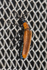 Prionocerus bicolor