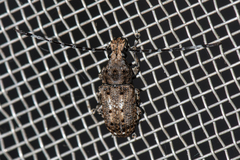 Platystomos wallacei