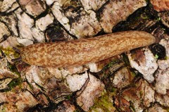 Philomycus flexuolaris