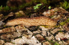 Philomycus flexuolaris