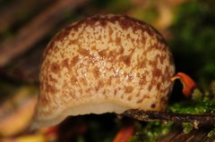 Philomycus flexuolaris