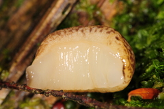 Philomycus flexuolaris