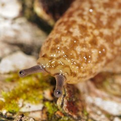 Philomycus flexuolaris