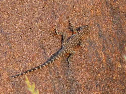 Bar-tailed Semaphore Gecko, Pristurus celerrimus