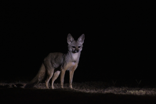 Indian Fox