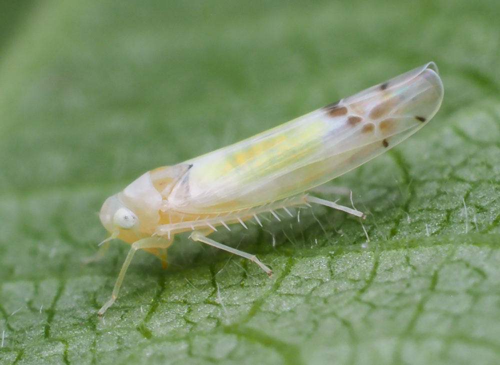 Bramble Leafhopper