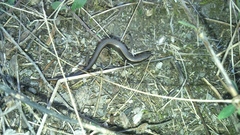 Ablepharus kitaibelii