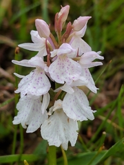 Dactylorhiza maculata ericetorum