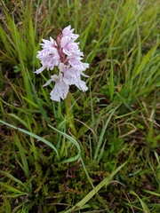 Dactylorhiza maculata ericetorum
