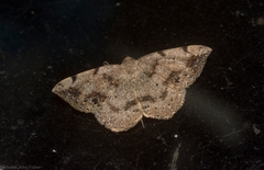 Taxeotis alloceros