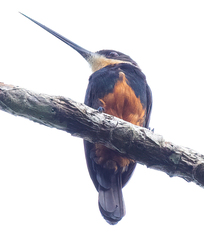 Dusky-Backed Jacamar photo 2
