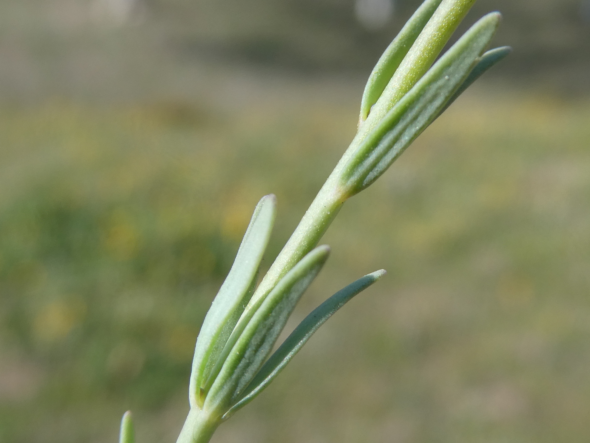 Linaria Arvensis L Desf