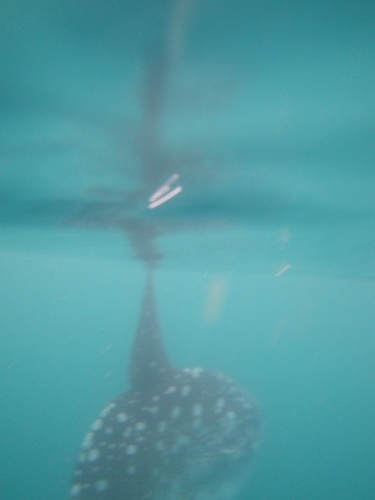 Mola alexandrini
