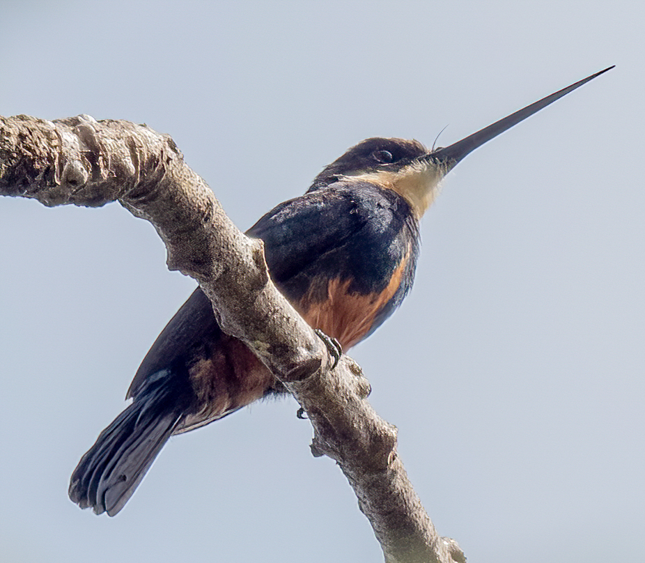 Dusky-Backed Jacamar