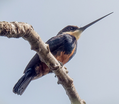 Dusky-Backed Jacamar photo 1