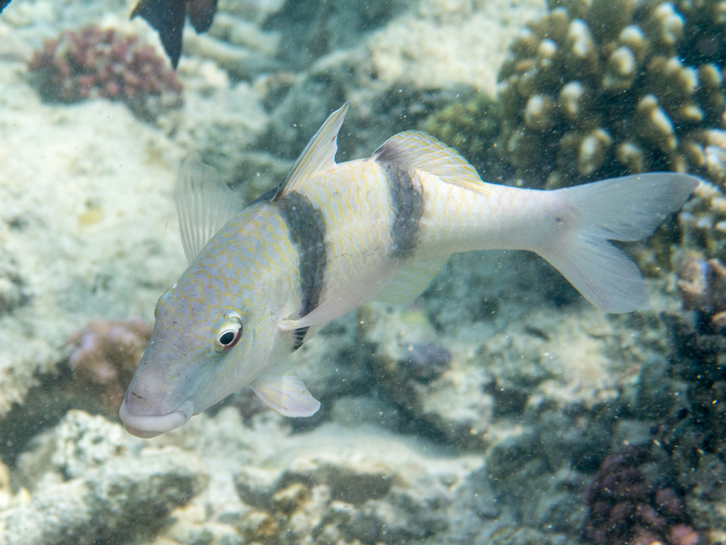 Doublebar Goatfish