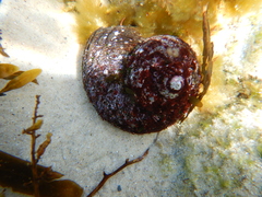 Lunella torquata