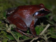 Platymantis corrugatus