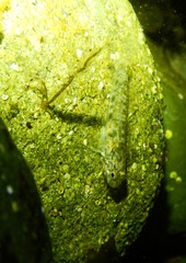 Bathygobius cocosensis