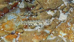 Bathygobius cocosensis