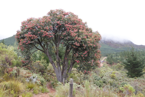 Corymbia ficifolia