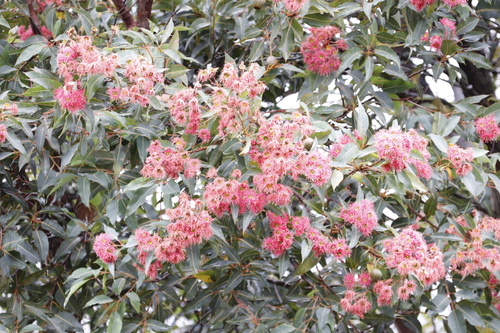 Corymbia ficifolia