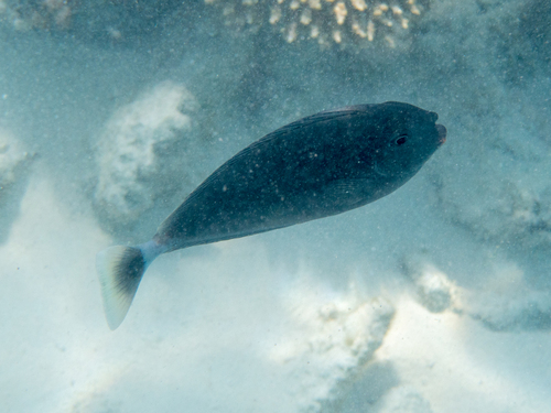Palefin Unicornfish