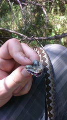Vipera ammodytes