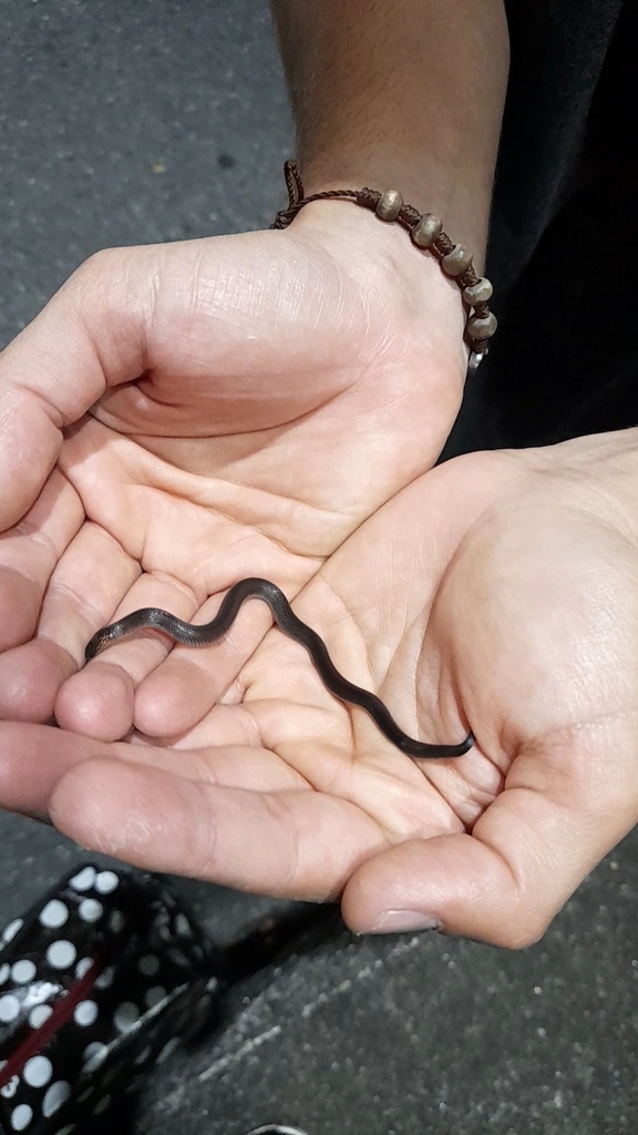 Lasalle's Ground Snake