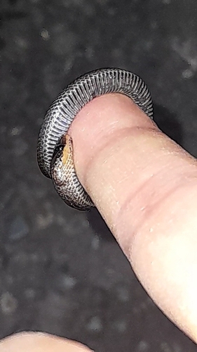 Lasalle's Ground Snake