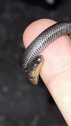 Lasalle's Ground Snake