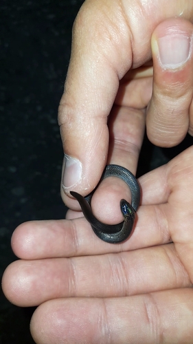 Lasalle's Ground Snake