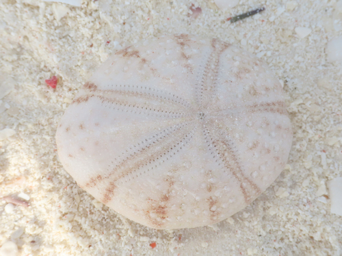 Fine-spined Heart Urchin