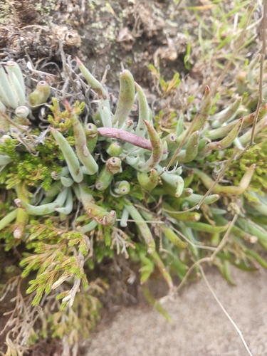 Image of Dudleya attenuata by (c) Diego Maldonado de la Torre, some rights reserved (CC BY)