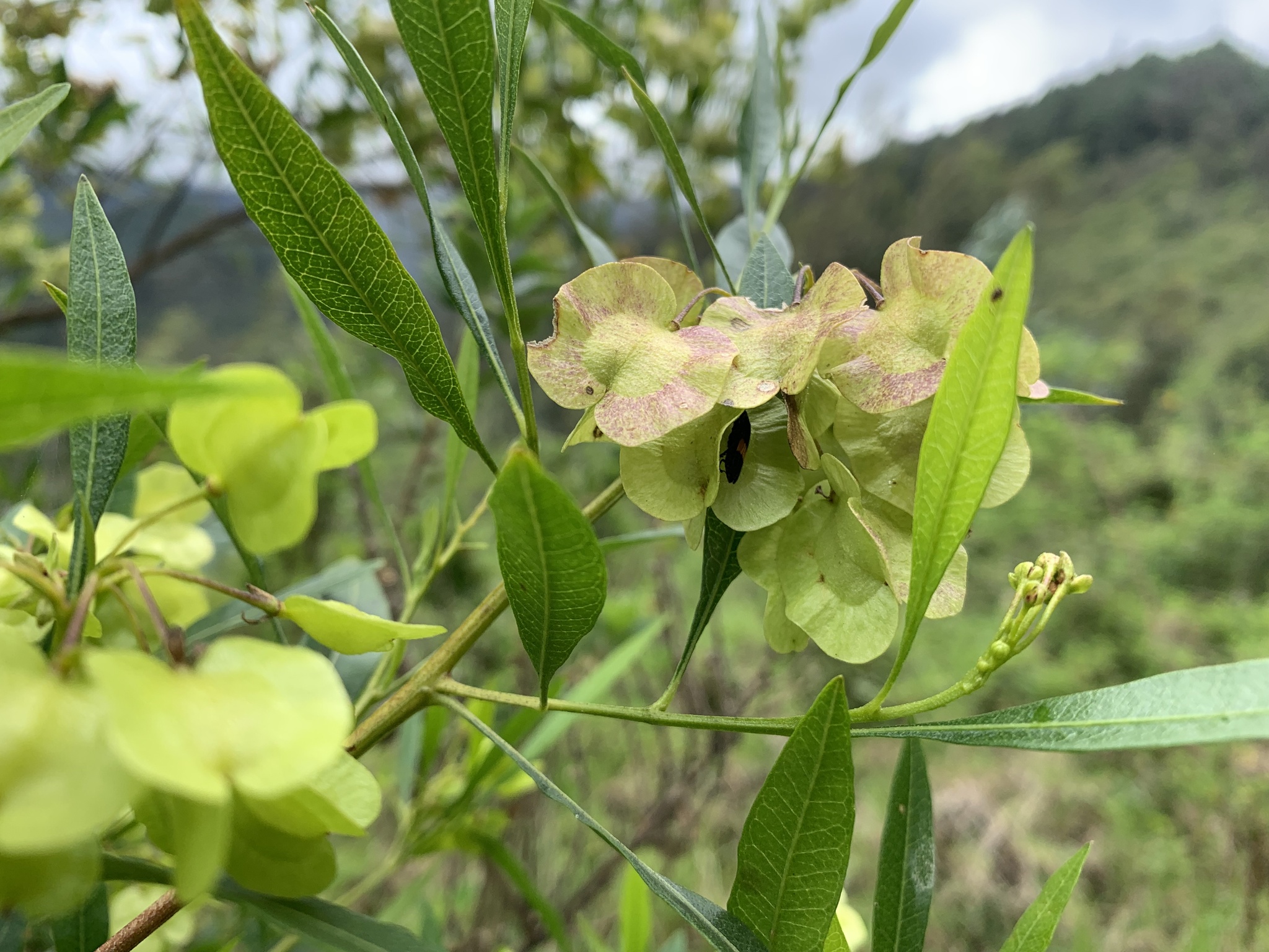 Dodonaea image