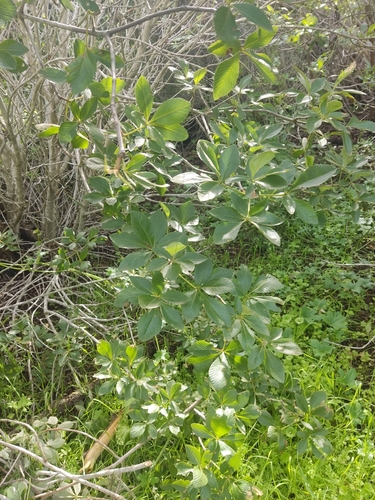 Image of Lower California Buckeye (Aesculus parryi) by (c) Diego Maldonado de la Torre, some rights reserved (CC BY)