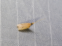 Lecithocera concinna