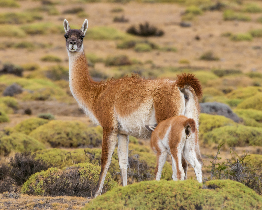 Lama guanicoe