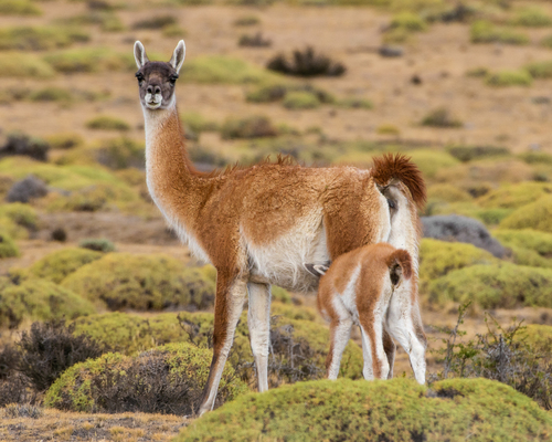 Lama guanicoe