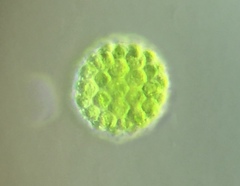 Pandorina